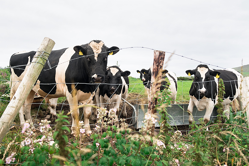 Ireland travel dingle cows
